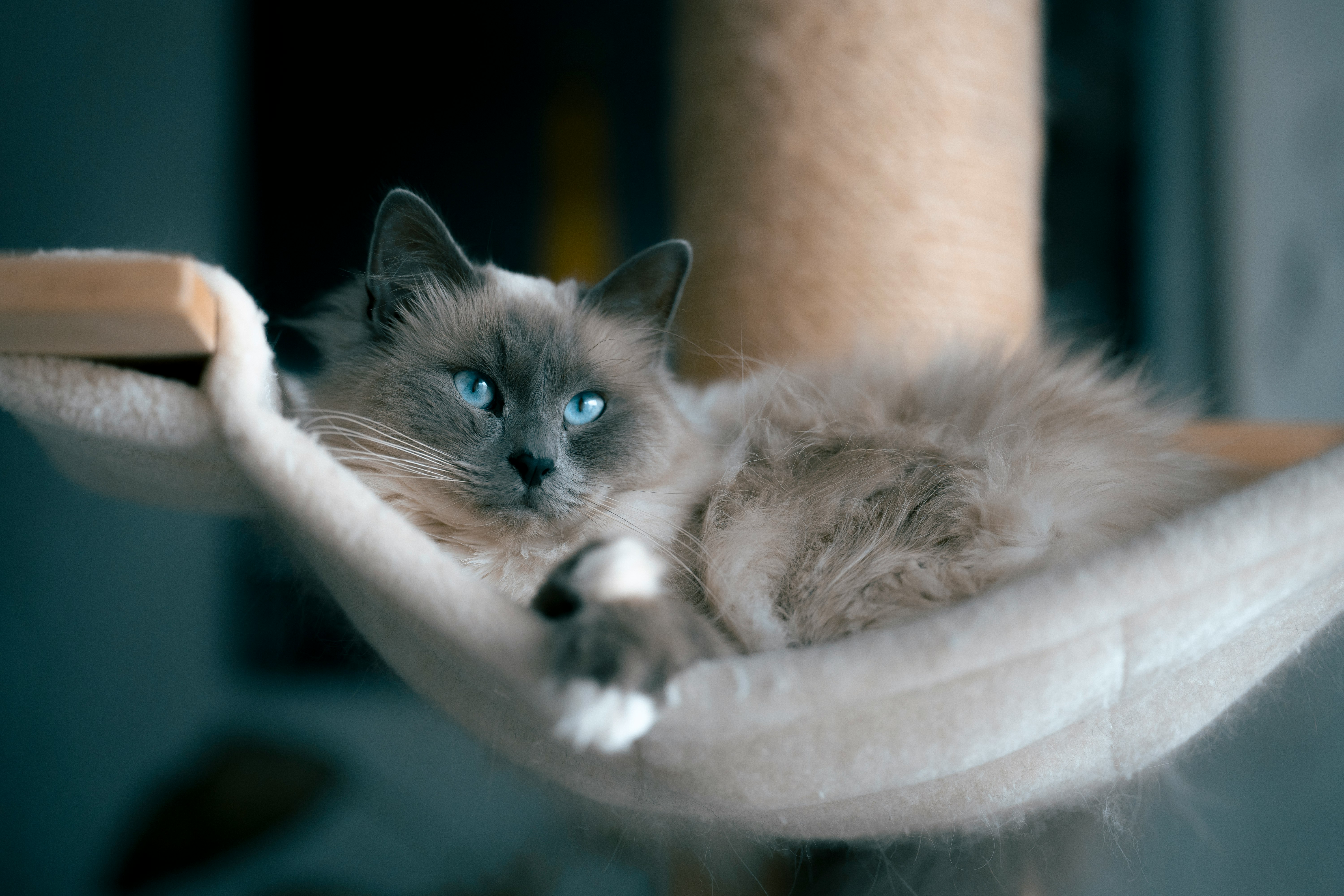 white and black cat on white round pet bed